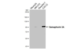 SEMA3A Recombinant Rabbit Monoclonal Antibody (HL4838)