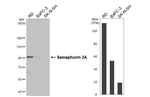 SEMA3A Antibody in Western Blot (WB)