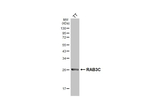 RAB3C Antibody in Western Blot (WB)