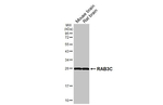 RAB3C Recombinant Rabbit Monoclonal Antibody (HL5239)