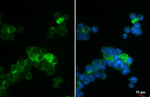 BAI1 Antibody in Immunocytochemistry (ICC/IF)