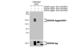 BAI1 Antibody in Western Blot (WB)