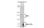 BAI1 Antibody in Western Blot (WB)