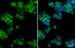 CCR4 Antibody in Immunocytochemistry (ICC/IF)