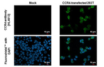 CCR4 Recombinant Rabbit Monoclonal Antibody (HL4612)