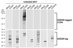 CCR4 Antibody in Western Blot (WB)
