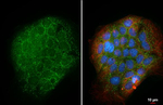 Apolipoprotein D Recombinant Rabbit Monoclonal Antibody (HL4532)