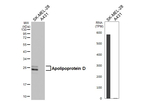Apolipoprotein D Antibody in Western Blot (WB)