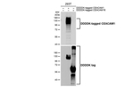 CD66a Antibody in Western Blot (WB)