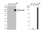 CD66a Recombinant Rabbit Monoclonal Antibody (HL5159)
