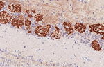 GABBR2 Recombinant Rabbit Monoclonal Antibody (HL4937)