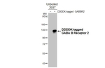 GABBR2 Antibody in Western Blot (WB)
