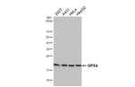 GPX4 Recombinant Rabbit Monoclonal Antibody (HL5228)
