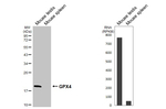 GPX4 Antibody in Western Blot (WB)