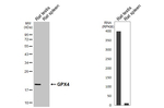 GPX4 Antibody in Western Blot (WB)