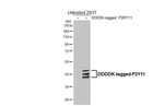 P2Y11 Antibody in Western Blot (WB)