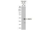 P2Y11 Recombinant Rabbit Monoclonal Antibody (HL4748)