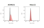 beta-2 Adrenergic Receptor Recombinant Rabbit Monoclonal Antibody (HL3099)