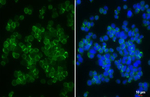 FPR2 Antibody in Immunocytochemistry (ICC/IF)