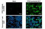 FPR2 Recombinant Rabbit Monoclonal Antibody (HL4589)