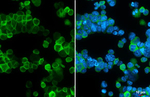 CD9 Antibody in Immunocytochemistry (ICC/IF)