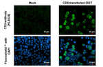CD9 Recombinant Rabbit Monoclonal Antibody (HL4524)