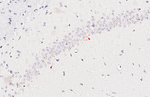 MCHR1 Recombinant Rabbit Monoclonal Antibody (HL5082)