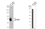 Paxillin Antibody in Western Blot (WB)