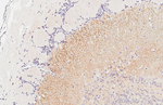 ICAM5 Recombinant Rabbit Monoclonal Antibody (HL5294)