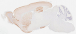ICAM5 Antibody in Immunohistochemistry (Paraffin) (IHC (P))
