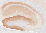 ICAM5 Antibody in Immunohistochemistry (Paraffin) (IHC (P))