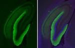 ICAM5 Antibody in Immunohistochemistry (Paraffin) (IHC (P))