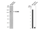 ICAM5 Antibody in Western Blot (WB)