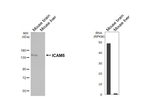 ICAM5 Antibody in Western Blot (WB)
