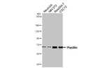 Paxillin Antibody in Western Blot (WB)