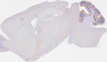 mGluR4 Recombinant Rabbit Monoclonal Antibody (HL4697)