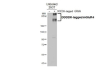 mGluR4 Antibody in Western Blot (WB)