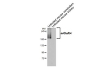 mGluR4 Antibody in Western Blot (WB)