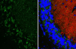 Gephyrin Antibody in Immunohistochemistry (Paraffin) (IHC (P))