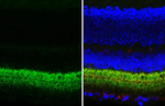 Gephyrin Antibody in Immunohistochemistry (Paraffin) (IHC (P))
