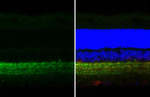 Gephyrin Antibody in Immunohistochemistry (Paraffin) (IHC (P))