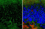 Gephyrin Recombinant Rabbit Monoclonal Antibody (HL4380)