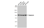 Gephyrin Antibody in Western Blot (WB)
