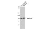 Gephyrin Antibody in Western Blot (WB)
