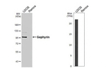 Gephyrin Antibody in Western Blot (WB)
