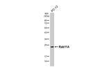 RAB11A Antibody in Western Blot (WB)