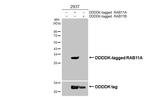 RAB11A Antibody in Western Blot (WB)