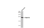 RAB11A Antibody in Western Blot (WB)