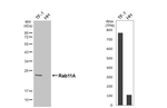 RAB11A Recombinant Rabbit Monoclonal Antibody (HL5043)