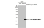 CX3CR1 Antibody in Western Blot (WB)